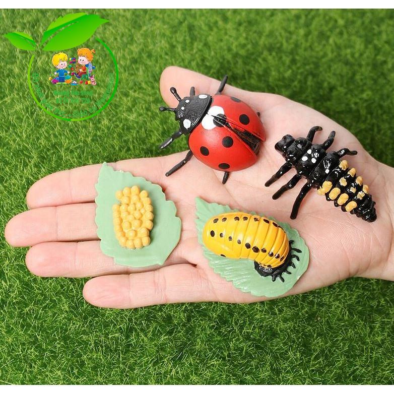 Mô hình vòng đời của bọ rùa - Ladybug life cycle