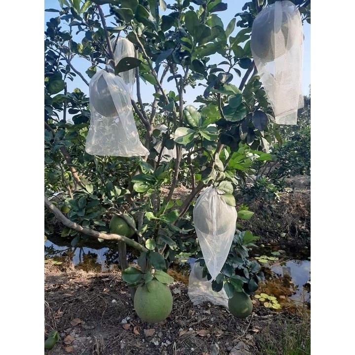 Cây giống bưởi da xanh ruột hồng