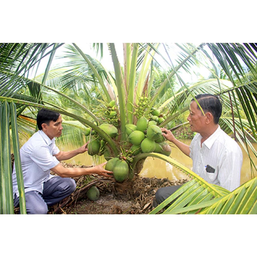 Cây giống Dừa xiêm Xanh lùn F1 trưởng thành cao hơn 1m giúp tiết kiệm thời gian trồng