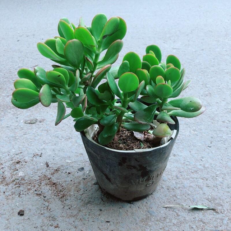 Cây Ngọc Bích Hợp Phong Thuỷ