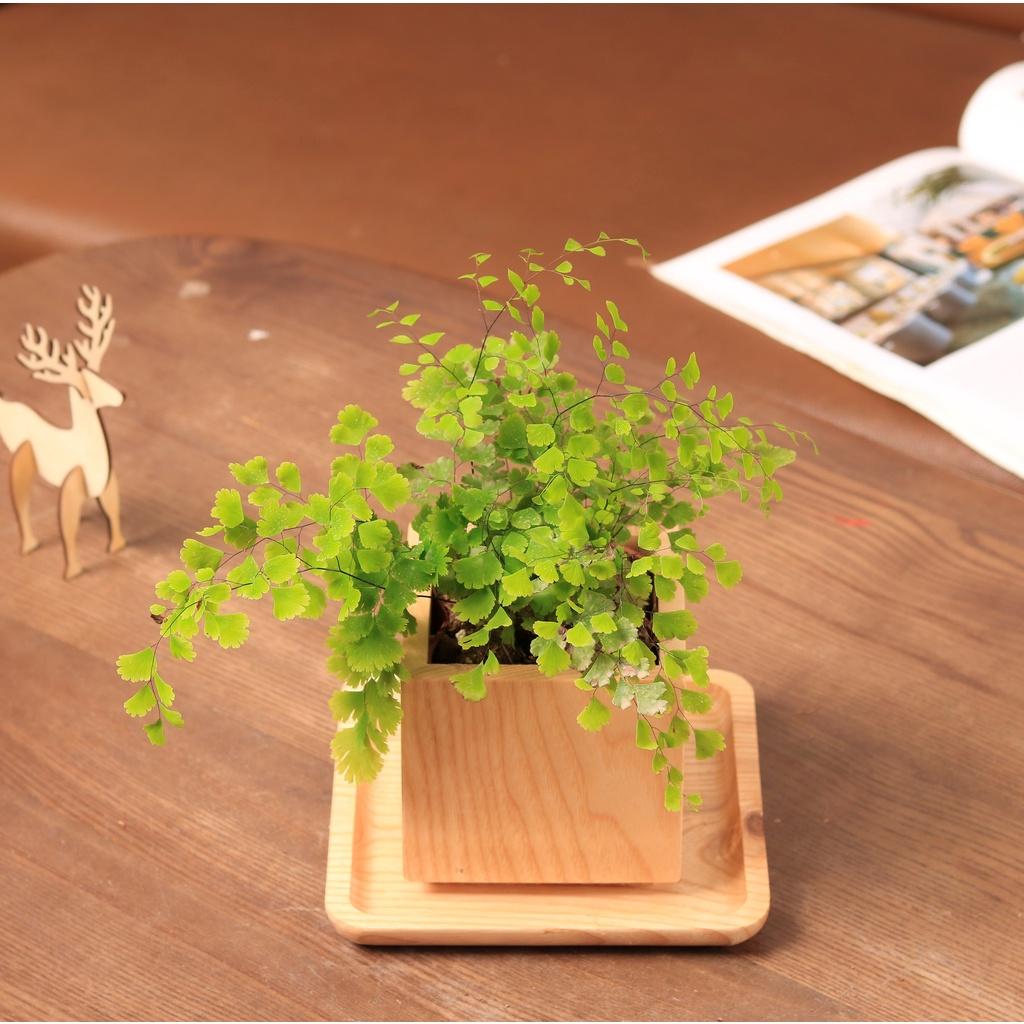 Cây tóc thần vệ nữ giúp thanh lọc không khí phù hợp với những người mệnh Mộc và mệnh Hỏa| THE FISH DESIGN