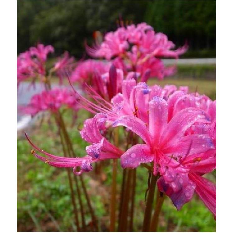 Bộ 5 củ giống hoa bỉ ngạn nhiều màu