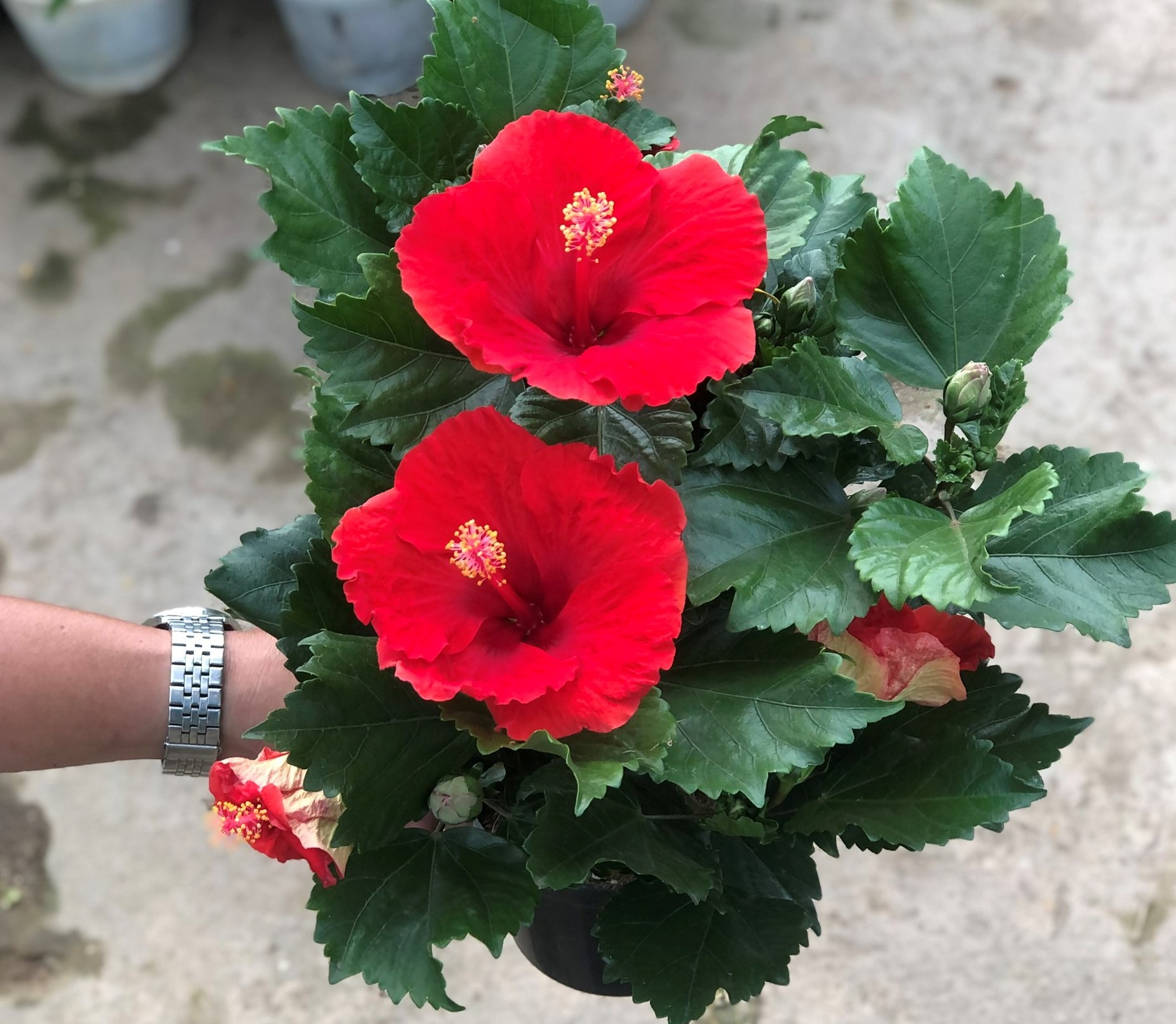 Chậu hoa râm bụt BS10