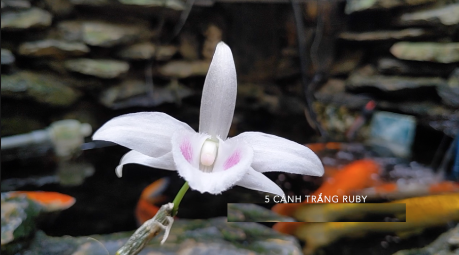 Chậu Lan phi điệp đột biến 5 CÁNH TRẮNG RUBI