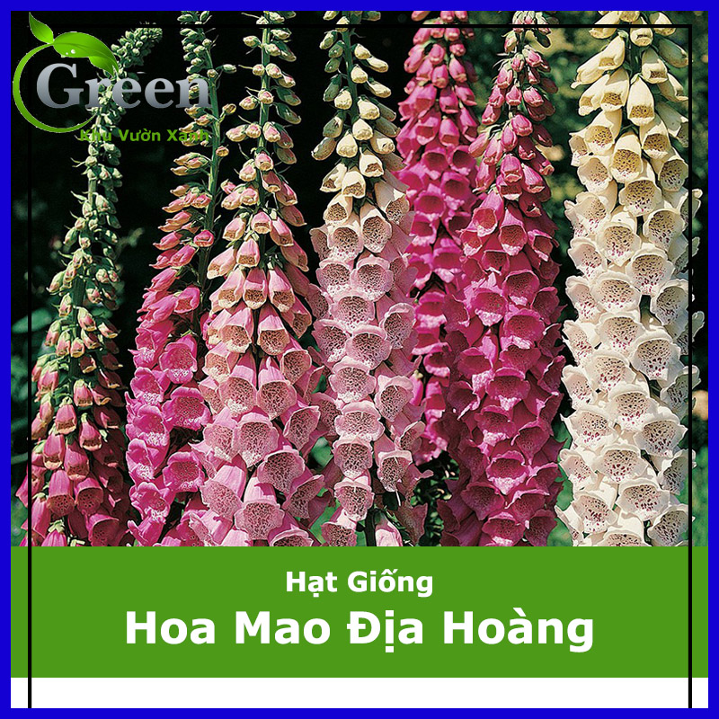 Hạt Giống Hoa Mao Địa Hoàng Nhiều Màu (100H)