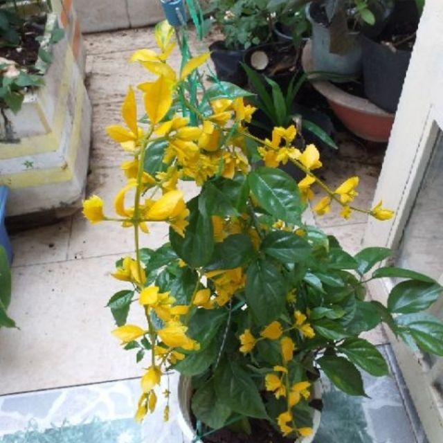 Cây hoa lan hoàng dương, chậu hoa lan hoàng dương, trang trí nhà cửa ban công sân vườn cam kết chất lượng