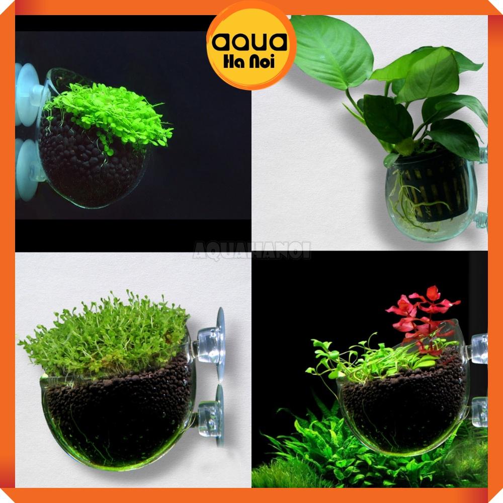 Cốc trồng cây thủy sinh trang trí hồ cá - Cốc thủy tinh Polka đựng phân nền - Tặng kèm cục hít thành hồ