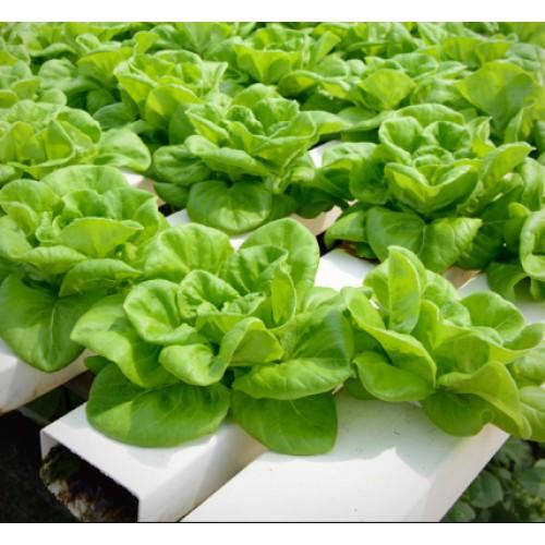 Hạt giống rau xà lách chịu nhiệt 5gr/gói