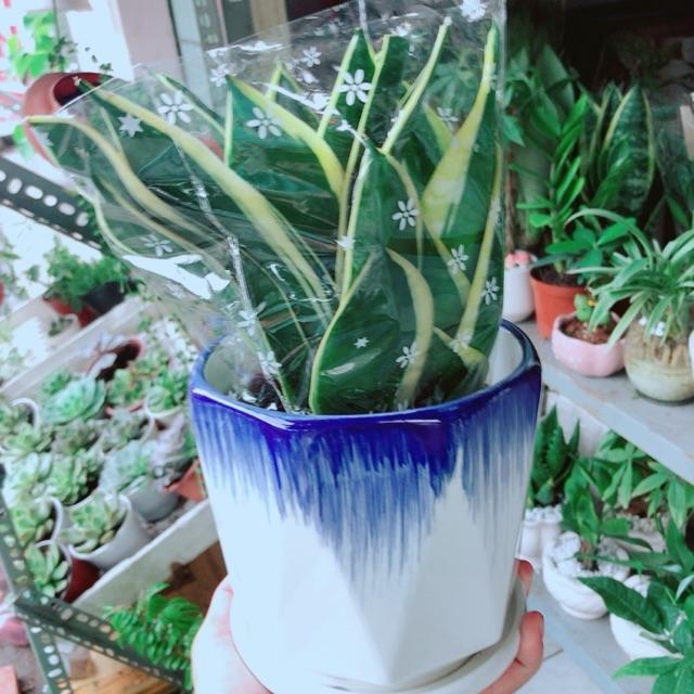 Chậu Lưỡi Hổ Thái Cao Cấp