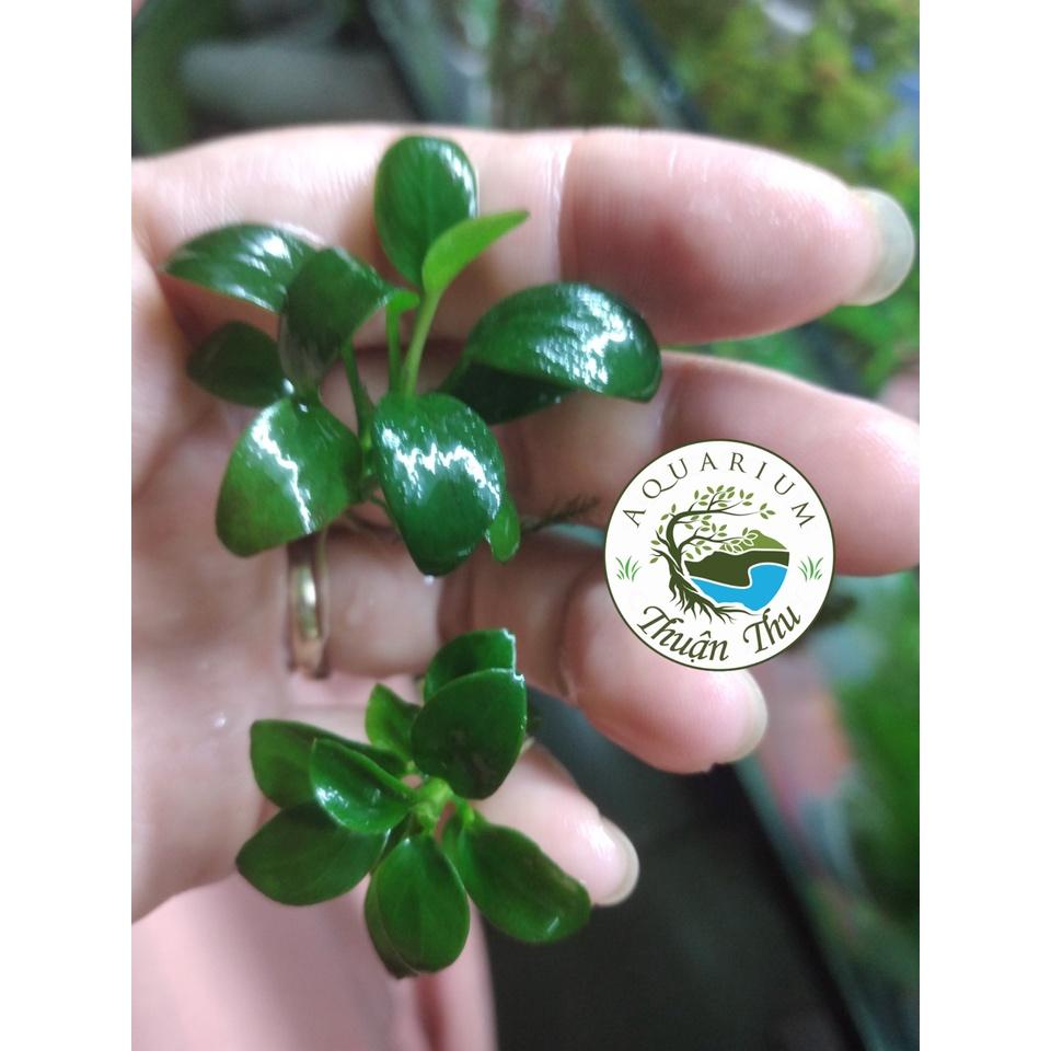 Ráy nana petite full lá nước dễ trồng trang trí bonsai bể thủy sinh siêu đẹp