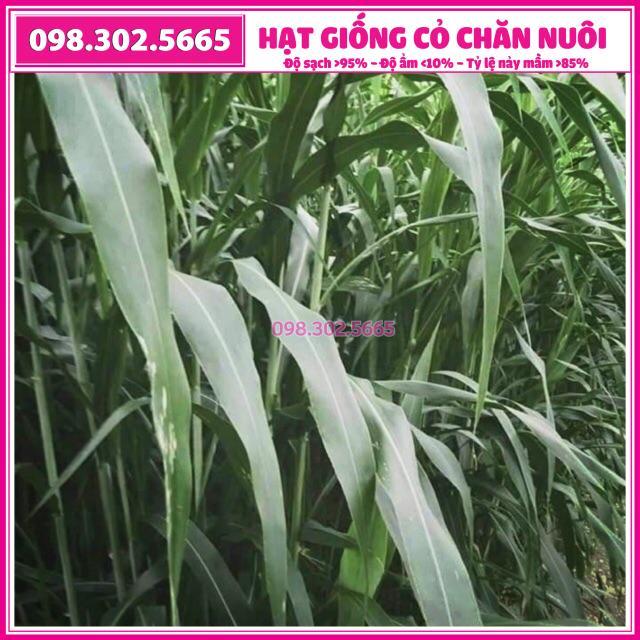 1kg Hạt giống cỏ ngọt chăn nuôi