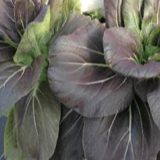 Hạt giống rau cải chíp đỏ dể trồng- gói 2 gram/tặng kèm gói phân bón lót