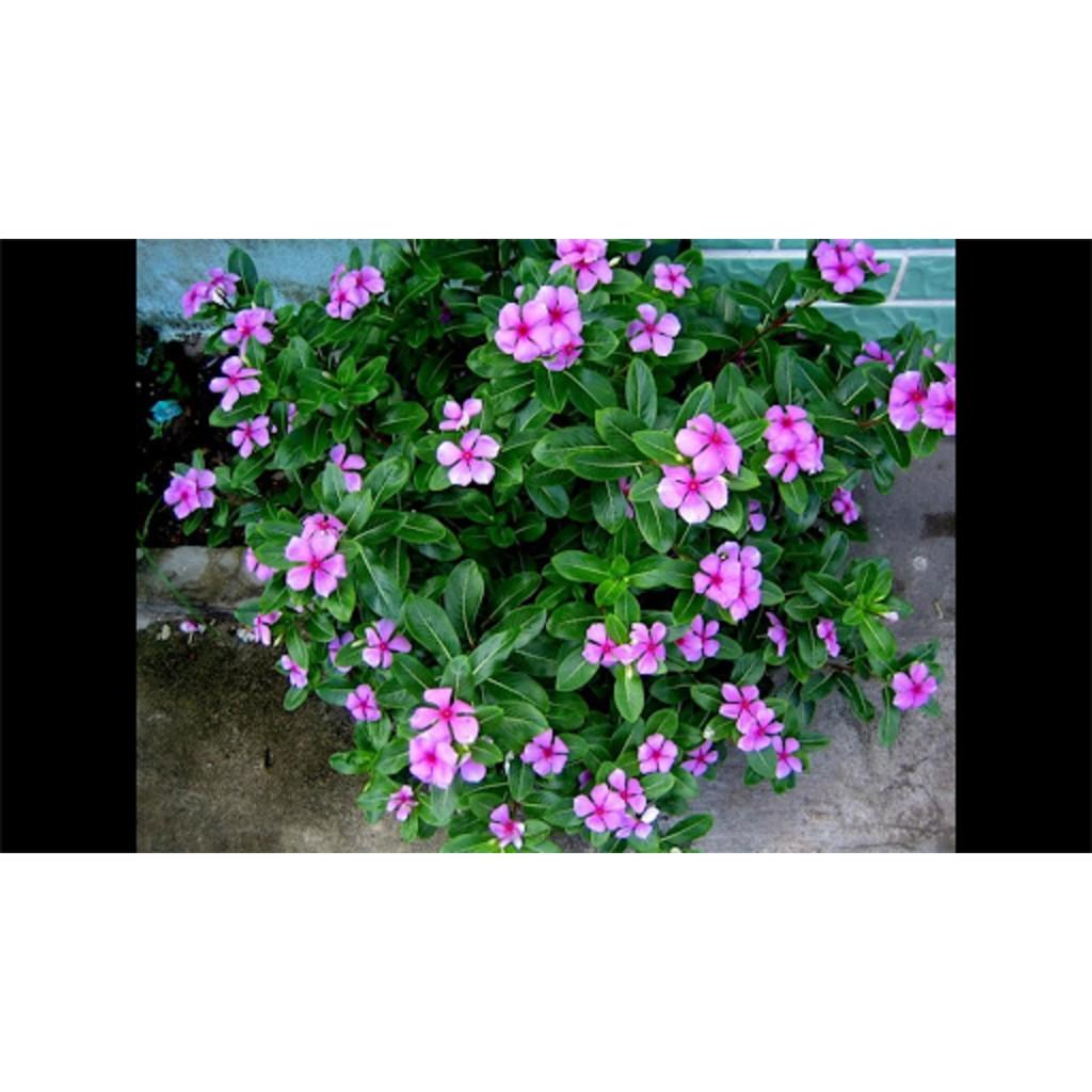 CÂY GIỐNG DỪA CẠN TA