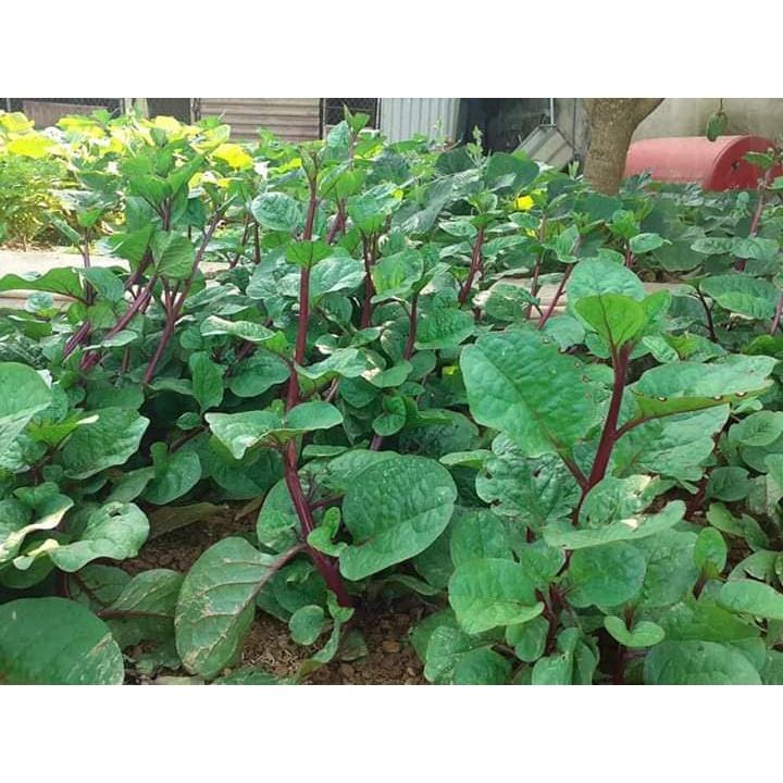 Hạt Giống Rau Mồng Tơi Tím F1 KNS3103 - Gói 3gram