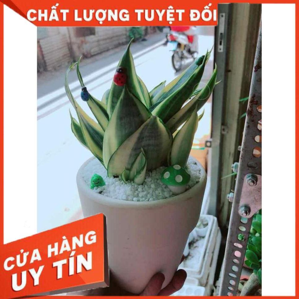 Chậu lưỡi hổ thái Nhiều Người Mua