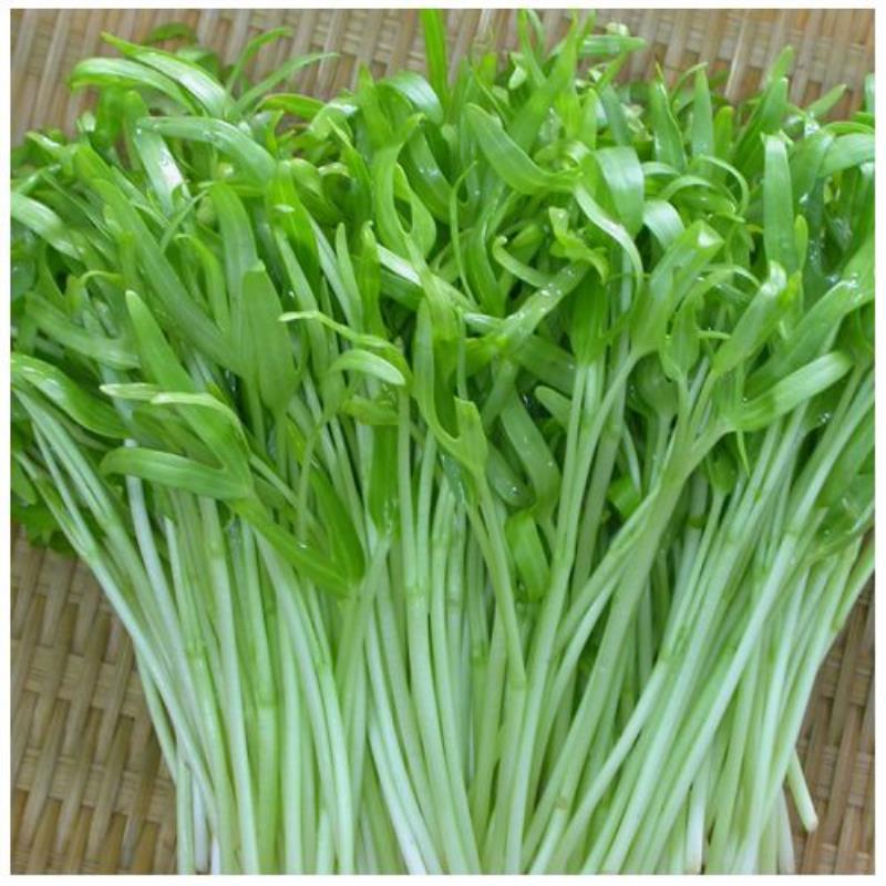 Hạt rau mầm rau muống Thái Lan siêu giòn ngọt - 1kg