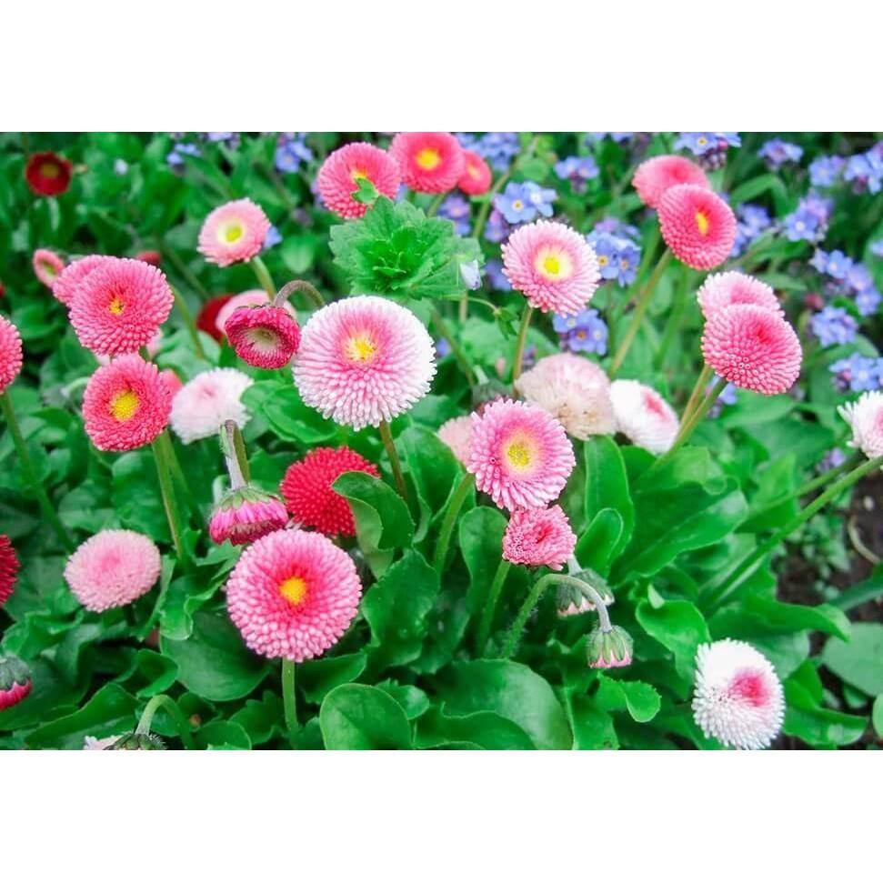 Hạt Giống Hoa Cúc Anh Tròn Lùn Mix
