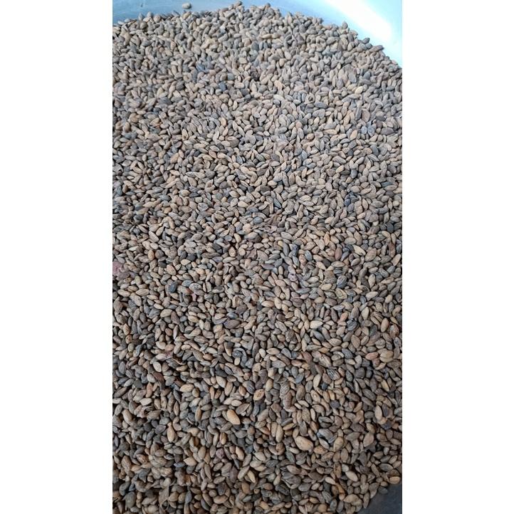 50gram hạt giống thông caribe