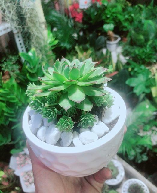 Phật Bà Xanh Kèm Chậu Sứ