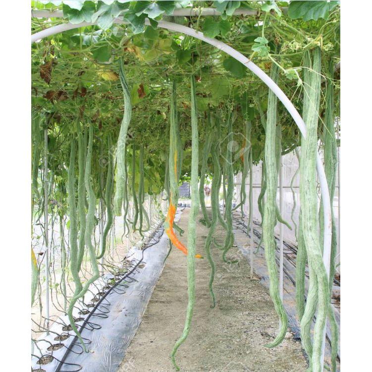 Hạt giống mướp rắn  quả dài - 5 hạt/gói