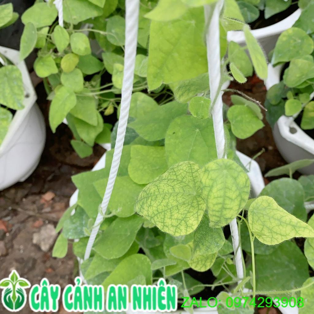 Cây sương sâm sương sáo