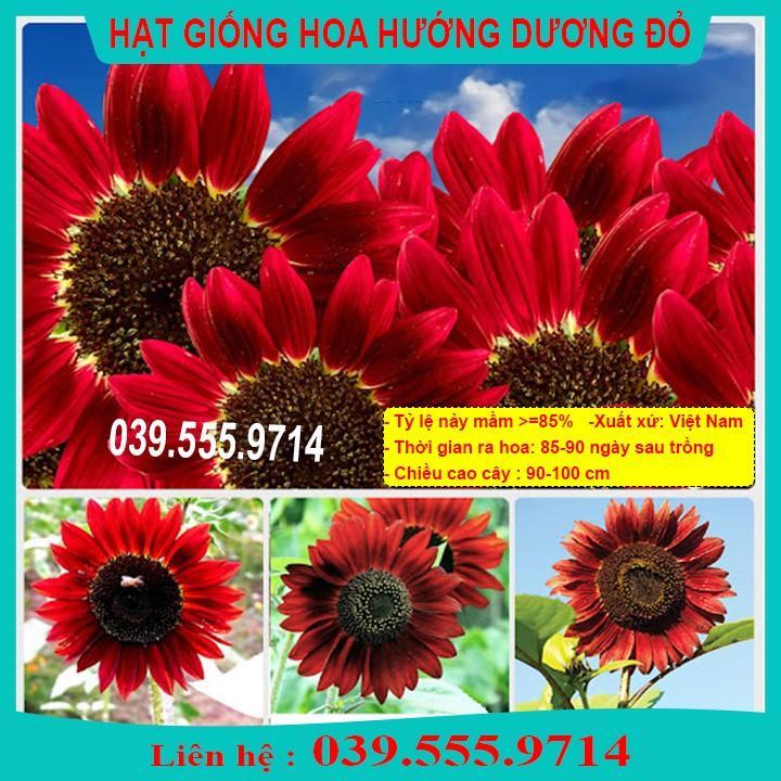 HẠT GIỐNG HƯỚNG DƯƠNG ĐỎ  GIỐNG CHUẨN, CHẤT LƯỢNG TỐT