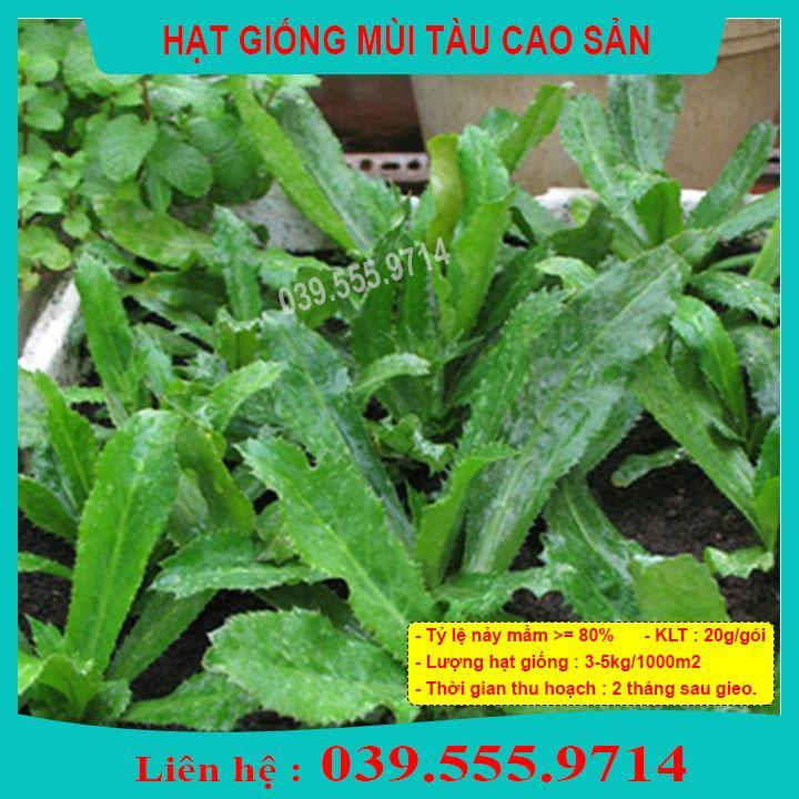 HẠT GIỐNG RAU MÙI TÀU GÓI 5G - TỶ LỆ NẢY MẦM TỐT, CHẤT LƯỢNG CAO