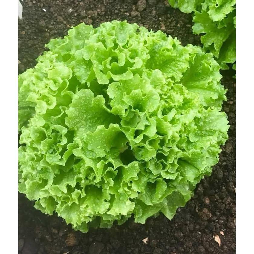 Combo 2 gói Hạt Giống Xà lách xoăn xanh