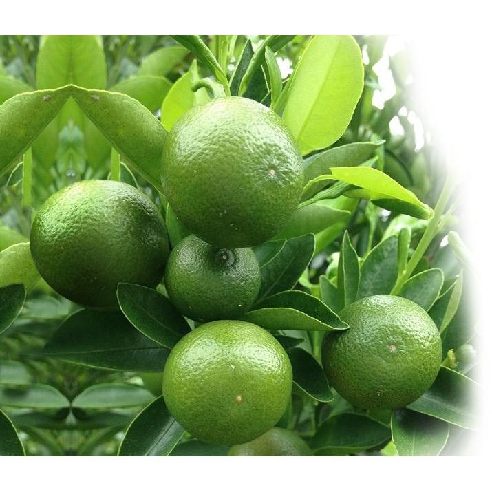 Lá Chanh Ông Chà Và 4g (Lime Leaf)