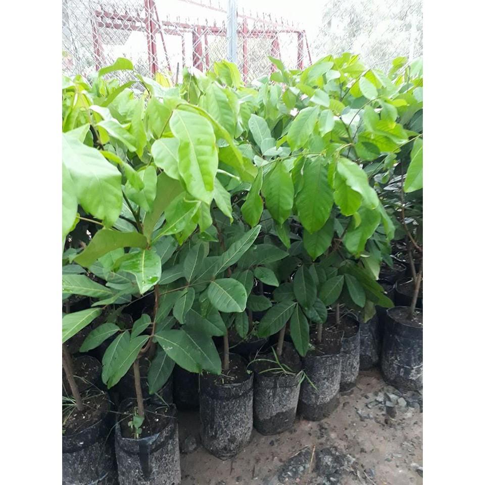 Cây giống Chôm Chôm ruột vàng