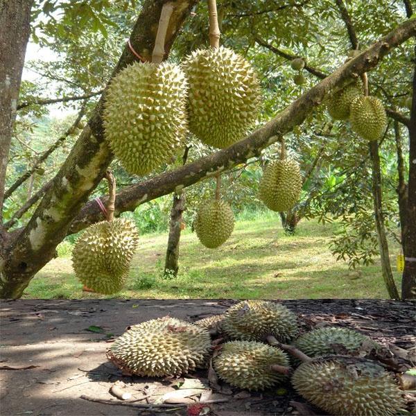 CÂY GIỐNG SẦU RIÊNG MUSANG KING – SẦU RIÊNG MALAYSIA GIỐNG GHÉP