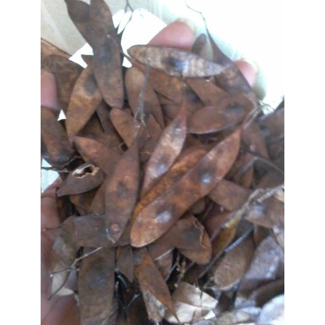 Quả trắc đỏ
