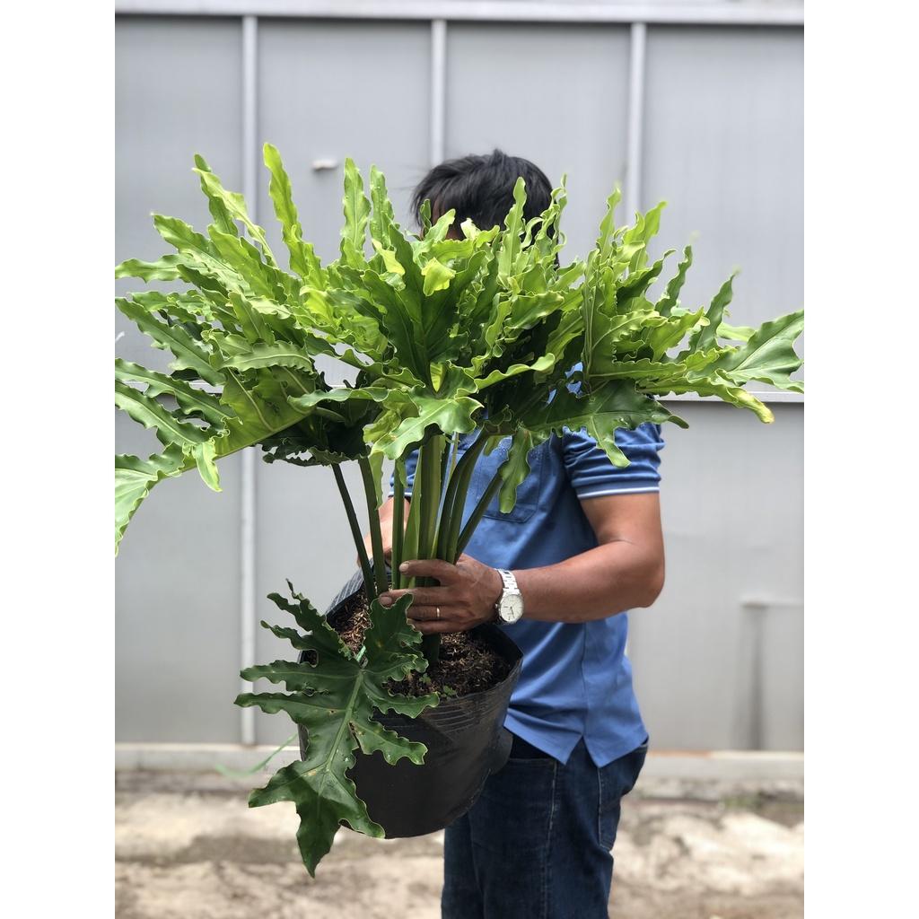 Chậu cây trầu bà thanh xuân