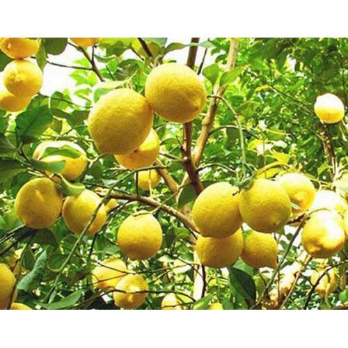 Cây giống Chanh Vàng Thái