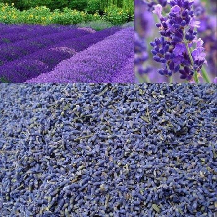 Túi Thơm Hoa Oải Hương Lavender