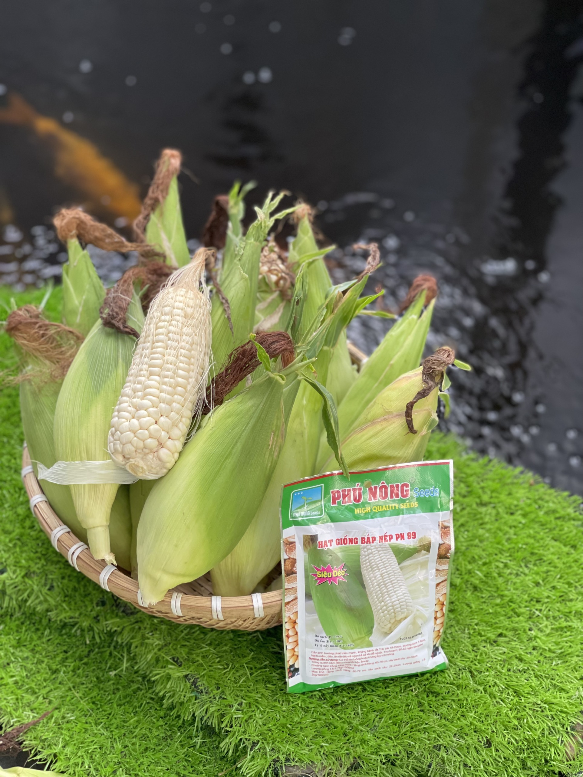 Hạt bắp nếp nù PN 99 Phú Nông gói 100 gr tỷ lệ nẩy mầm cao