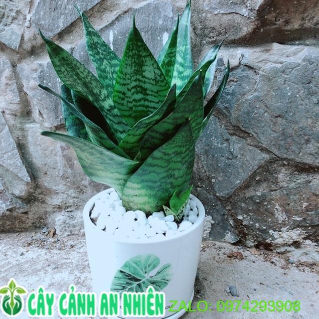 Chậu Cây Lưỡi Hổ Thái Xanh