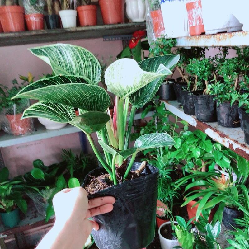 Trầu Bà Kim Cương