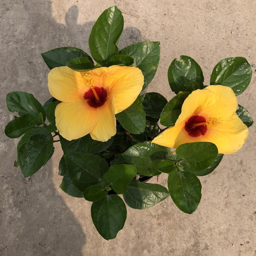 Cây hoa dâm bụt thái siêu hoa, Chiều cao 25cm hoa cực to bắt mắt sinh trưởng tốt thích hợp trang trí cảnh quan