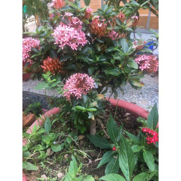 Hoa mẫu đơn Hồng phấn