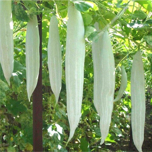 Hạt giống Khổ qua tây 999
