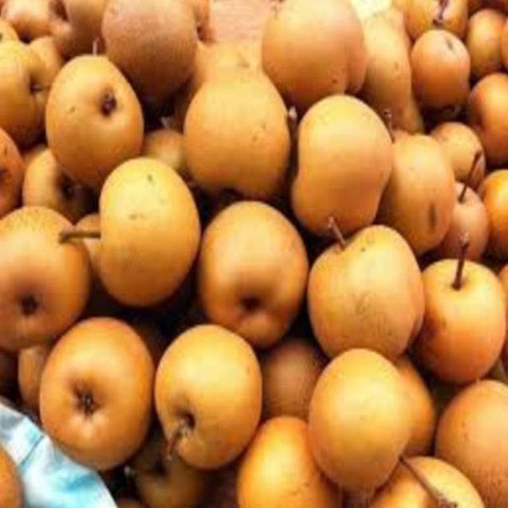 Cây giống Lê nâu Cây giống chuẩn cho năng suất cao