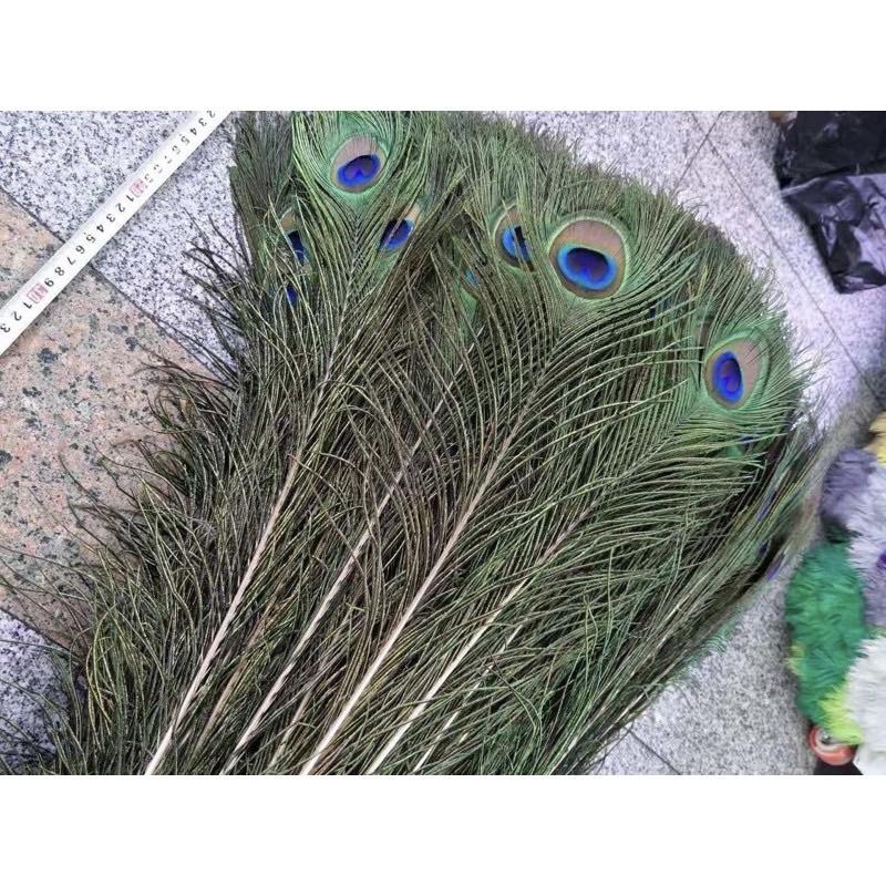 Lông công dài 25-110cm mắt đẹp size vừa, tự nhiên 100% phong thủy tài lộc