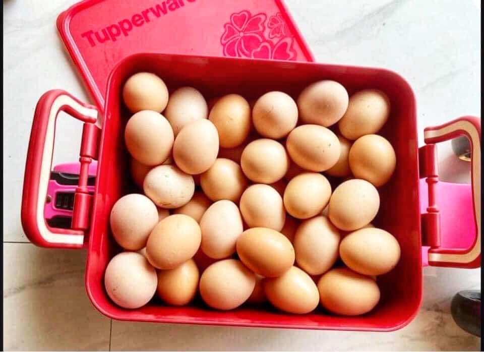 Hộp bảo quản thực phẩm ngâm Tupperware - Hàng chính hãng