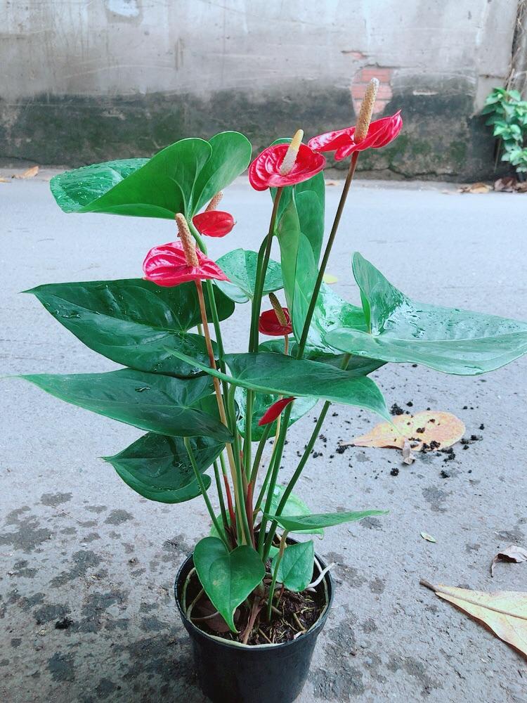 Cây Hồng Môn