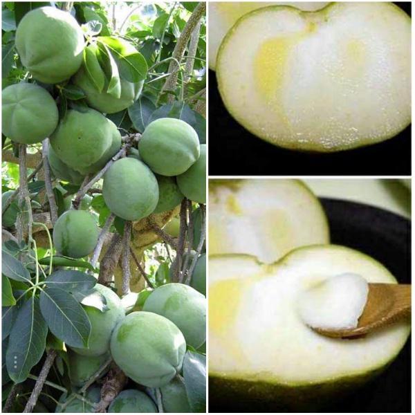 Cây giống BÁNH KEM , quả ăn hương vị như bánh kem