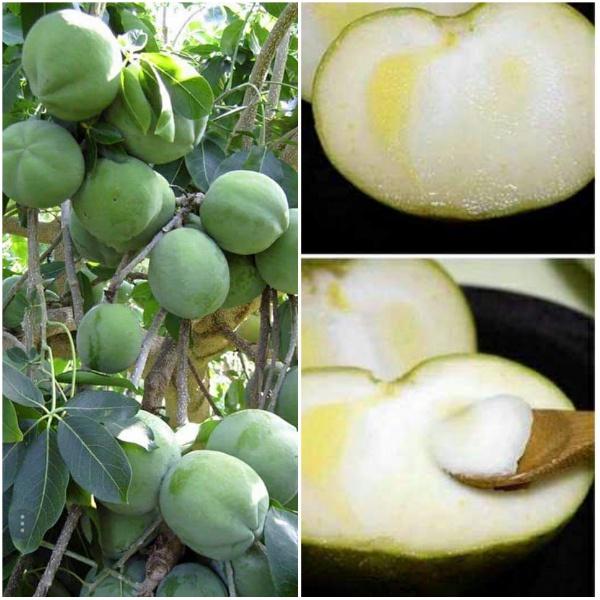 Cây giống BÁNH KEM ( Whtie Sapote), quả ăn  hương vị như bánh kem