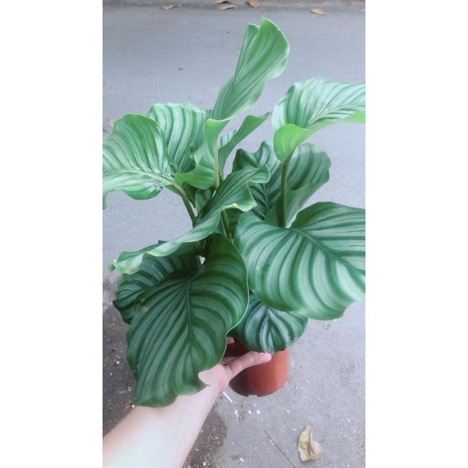 Đuôi Công Táo Xanh