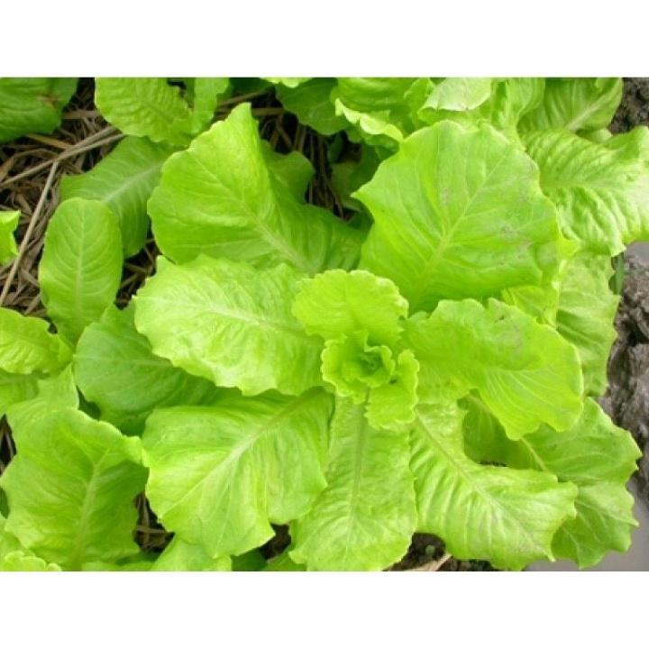 Hạt giống RD Xà lách Rado 357 gói 10gr