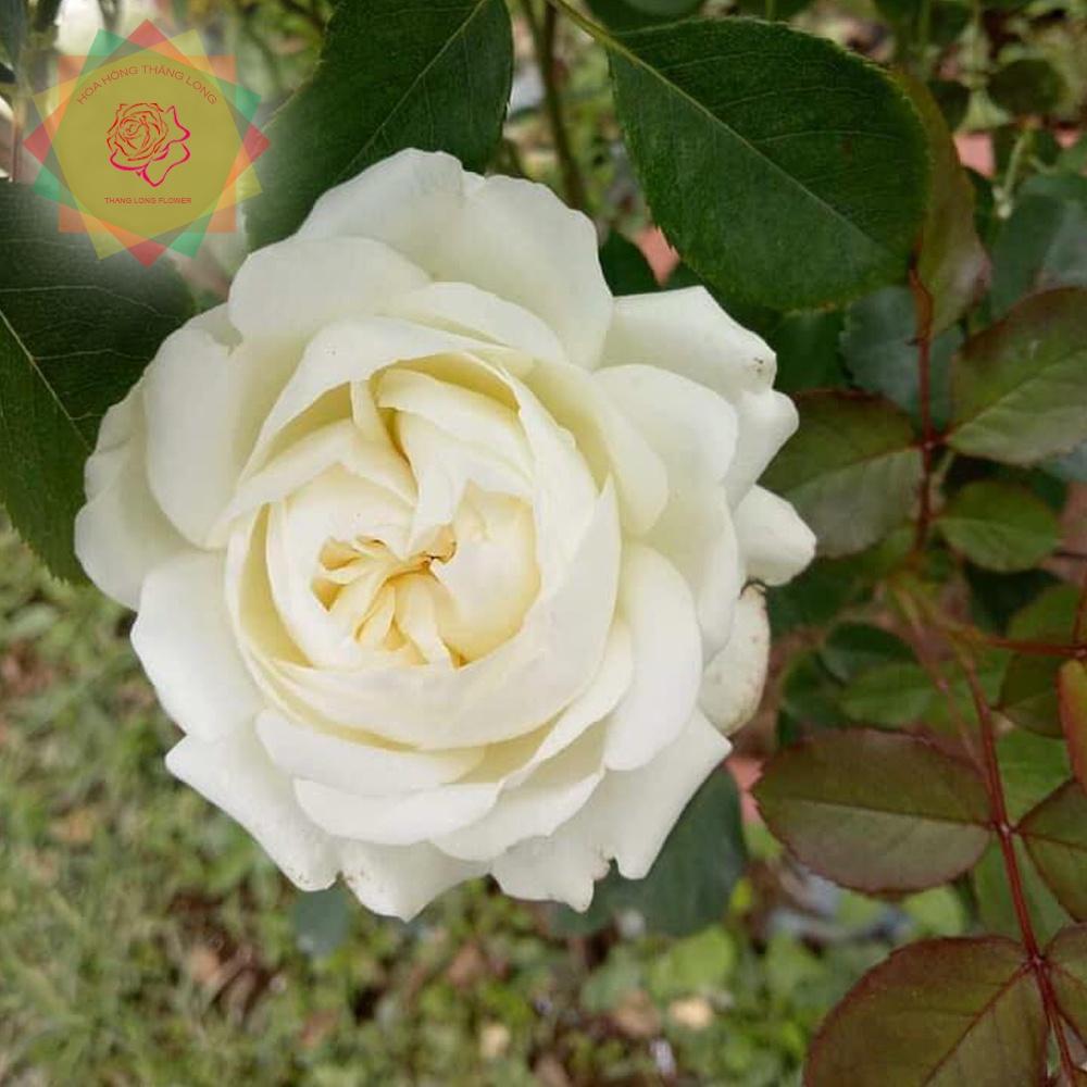 Cây hoa hồng ngoại Buzury viên ngọc trắng tinh khôi - Hoa hồng thăng long Flower